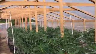Greenhouse Grow Video 3