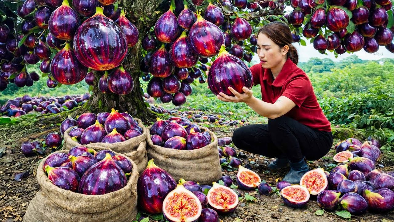 Harvesting 1000KG of RARE Wild Berries from the Deep Forest – Sold Out Fast at the Market! 🍓🔥