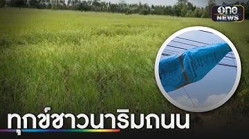 ชาวนาร้อง! ไฟส่องถนนทำข้าวไม่ออกรวง | ข่าวเช้าช่องวัน | สำนักข่าววันนิวส์