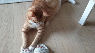 (할미 가지) 할미의 발가락도 고양이의 장난감 by 일단, 가지런히 [가지와 런히]  710 views 4 months ago 6 minutes, 28 seconds