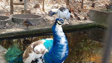 Beautiful Peacock & Lesser Whistling Duck at the Zoo  Peaceful Animal Life 🦚🦆