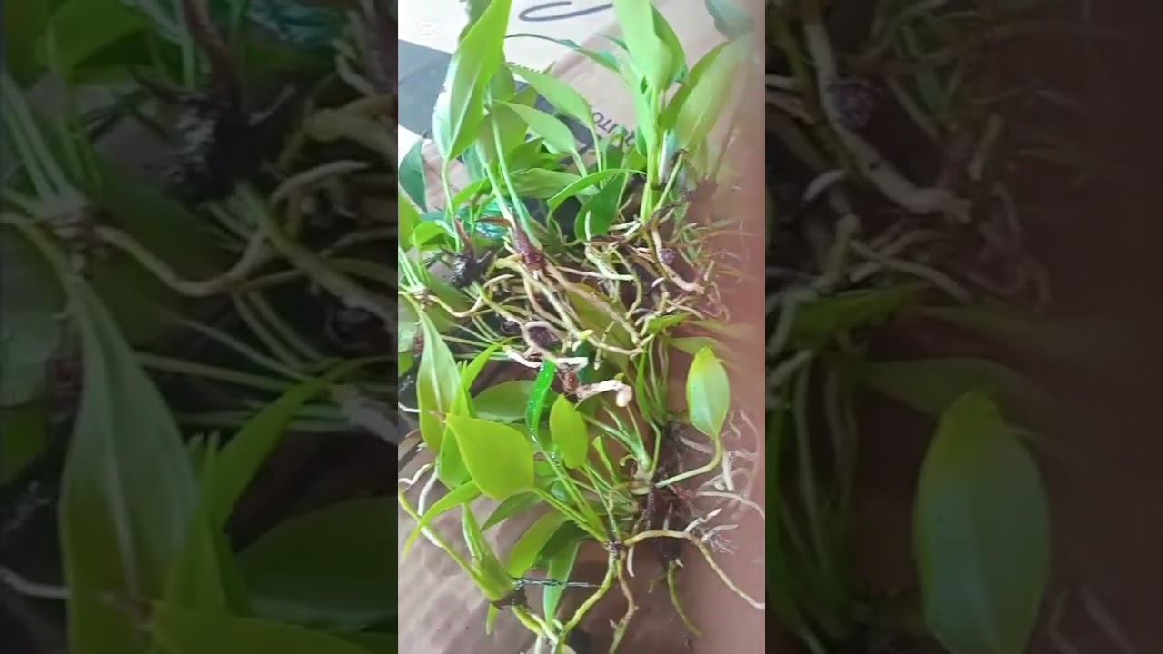 ලිලී plant පනහක් තිස්දාහට#0772106907 