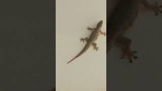 ᭚ᬘᭂᬓ᭄ᬘᭂᬓ᭄᭟ (Cekcek) Cicak - House lizard 04