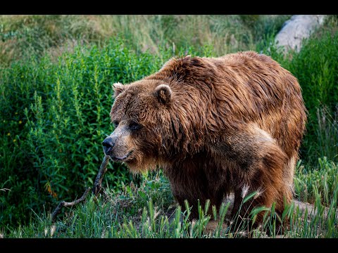 Olga Moskalyova Called Her Mother While Being Eaten By Bears