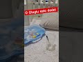 O Gluglu está dodoi!!!!!!! 😰😰😭😭😭