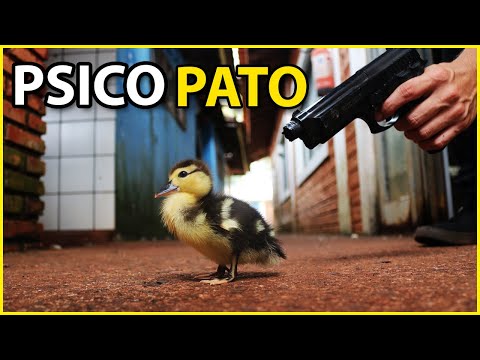 The Killer Duck