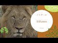 Memory Lane Monday Jamie with Mfumo Male Lion November 2016