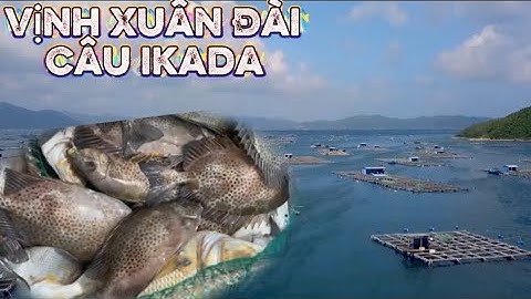 Câu Ikada Vịnh Xuân Đài Phú Yên - Cá Ăn Liên Tục