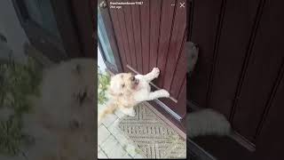 Shadow & Mike Back Home To Tallaght 🏡🐶#shadowboxer #funny #comedy