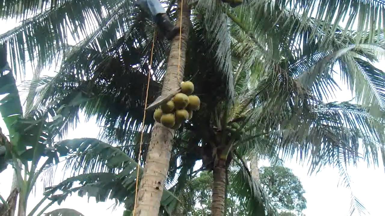 How to harvest Coconut fruit YouTube