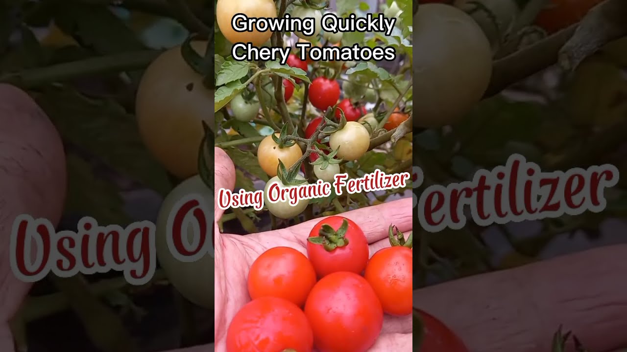 How to Grow Tomatoes Using Organic Waste Fertilizer [2] 