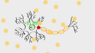 Anatomy &amp; Physiology: Action Potentials &amp; Axonal Transmission