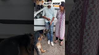 1 year German shepherd female available or long hair male female puppy available #germanshepherd