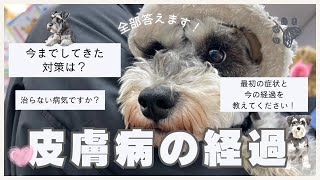 【ミニチュアシュナウザー】皮膚病の経過と対策なんでも答えます