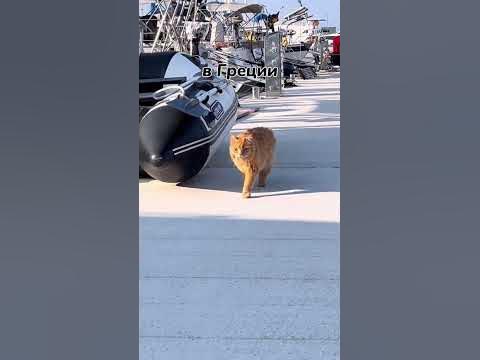 Морской кот - YouTube