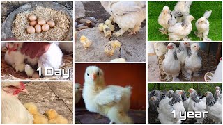 Stages of growth of the beautiful Brahma chicken🐣🐥🐓