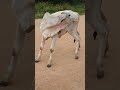 Cow Scratching Buttocks Shorts Kosavattey Subaysubay Cow