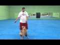 Miami Dog Boarding and Training - Bedtime Routine at the Canine Training Center Miami Dog Boarding and Training - Bedtime Routine at the Canine Training Center