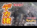 【猪猟】久々の単独猟でデカ猪！（閲覧注意）