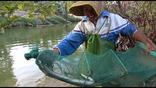 小池在河流下了地笼抓大闸蟹，却引来2条天然大白鳝，这次要发财了