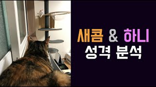 [콤콤하네] 새콤하니 성격 전격 분석! by 콤콤하네 58 views 3 years ago 3 minutes, 14 seconds