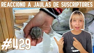 REACCIONO a JAULAS para HAMSTER de SUSCRIPTORES by Pequeños Roedores 593 views 6 days ago 13 minutes, 14 seconds