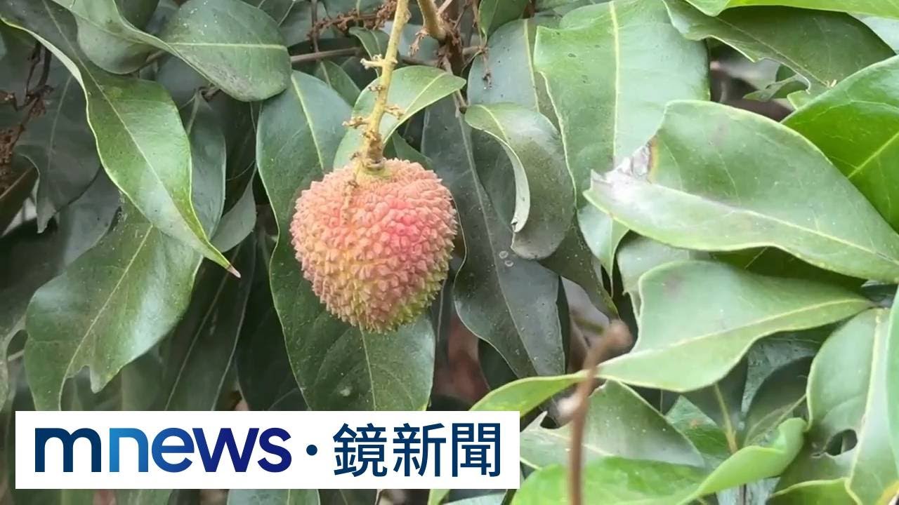 採收前四天小偷光顧　玉荷包果農嘆：整棵都被偷光｜#鏡新聞