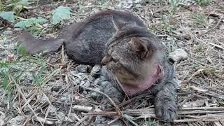 Cuties cat is relaxing in the backyard