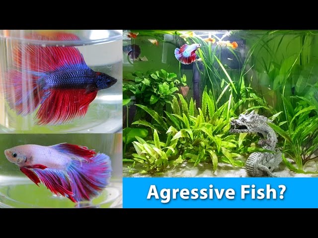 betta fish community tank