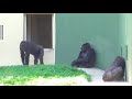 Shabani シャバーニ Gorilla families are close. ゴリラの家族は なかよし。キヨマサ、アニー、アイ、ネネ Kiyomasa Nene Ai Annie - #21