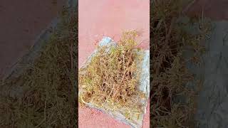 Doston Ganja Ka Ped Aisa Hota Hai Hota Hai