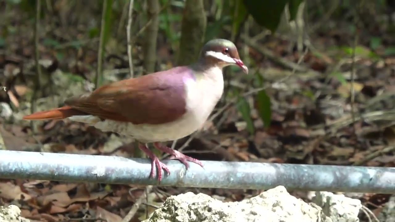 Key West Quail-Dove, Geotrygon chrysia, Cueva de Jabali, Cayo Coco, Cuba, 21 Febr 2017 (3/4)