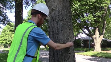 ISA Best Practice How To Setup A Tree Protection Zone Tree Protection Zone - TreeNewal