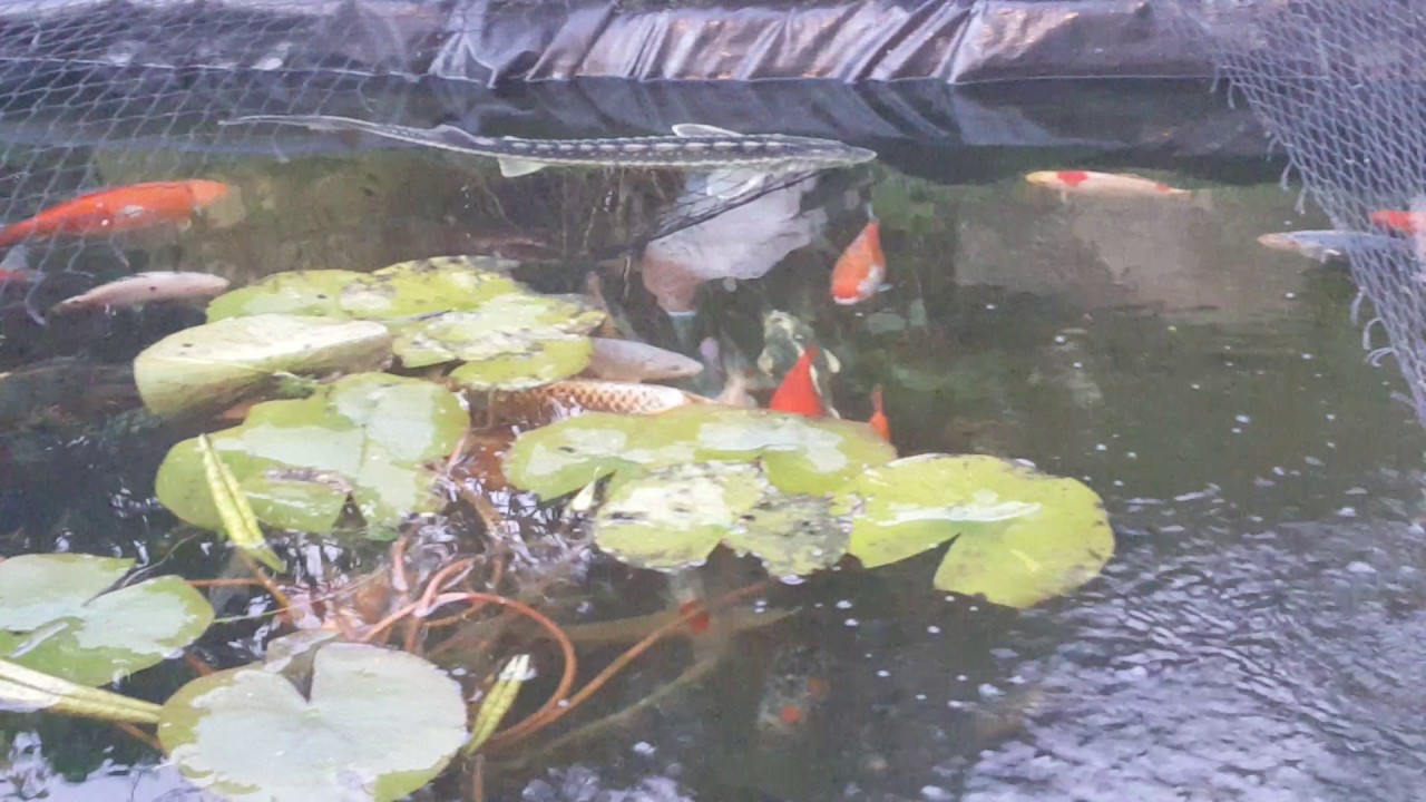 Yorkshire sturgeon feeding day time YouTube