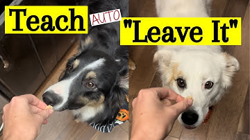 Teach Your Dog an Auto Leave It