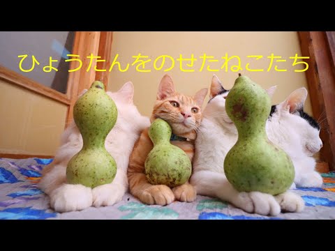 ひょうたんをのせたねこ 211104