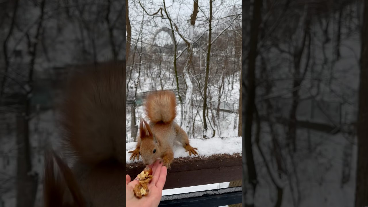 Cheeky Squirrel Chooses a Nut: A Winter's Tale in Kyiv Park