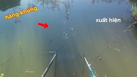 Kích cá mương huyền thoại trúng toàn cá ngon | kích cá miền tây 