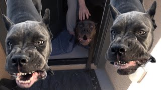 Trainer Claims Cane Corsos Become Anti-social At 1 Year Of Age?! | Darla Darling by The Dog Messiah 1,021 views 10 days ago 30 minutes