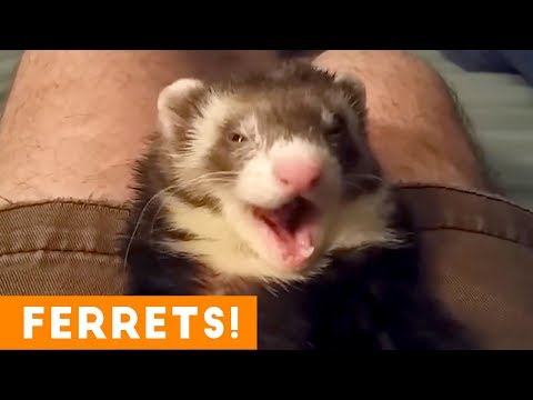 most-adorable-ferret-video-ever-august-2018-|-funny-pet-videos