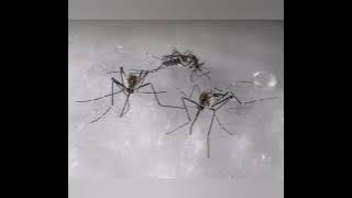 Zanzara coreana in italia