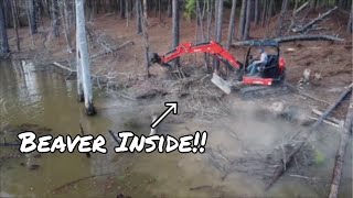 Destroying A Beaver Den!! (Beaver Inside)