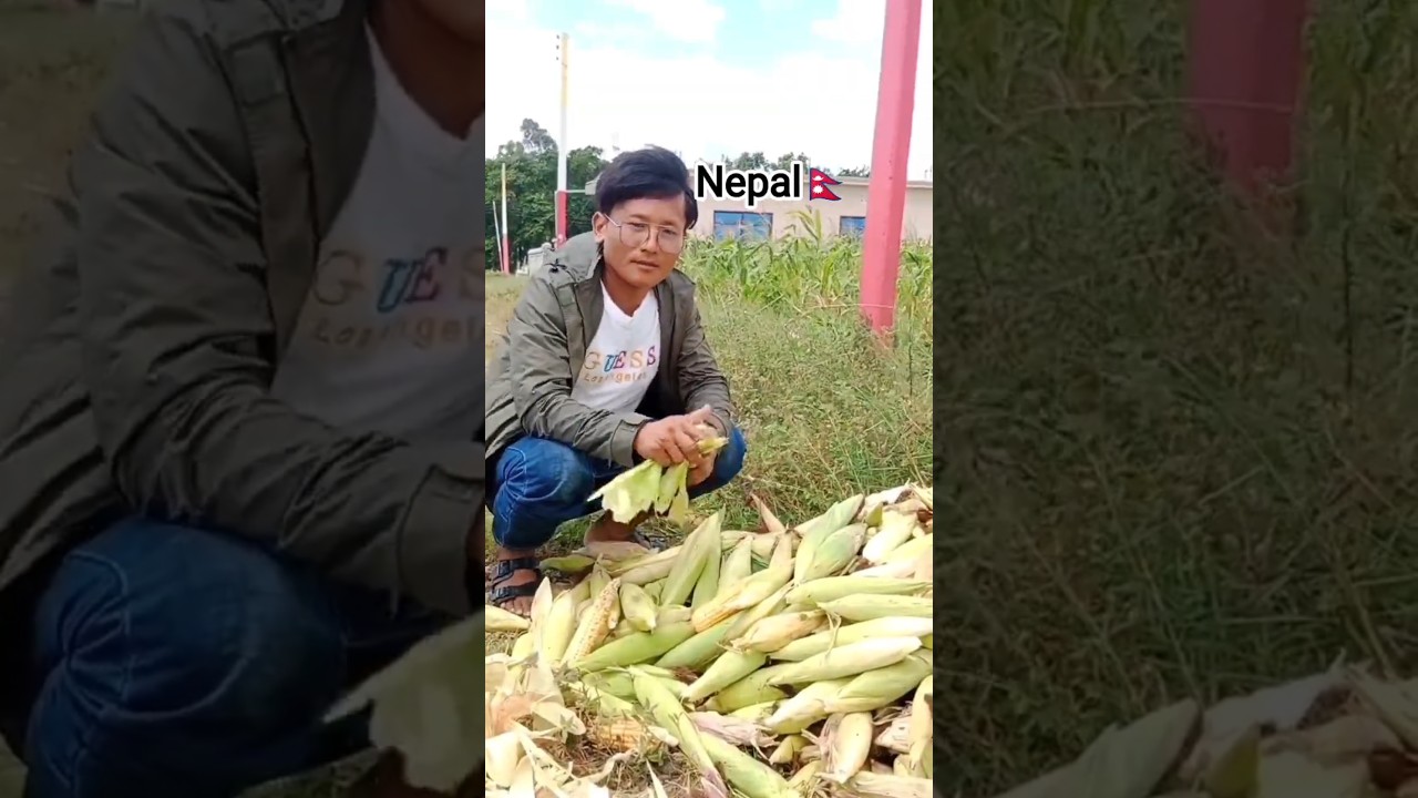 Farmer life in Nepal🇳🇵, power of nation is Agriculture. let's do it.