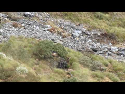 UNBELIEVABULL Bull Tahr - West Coast, New Zealand