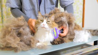 The long hair species of a huge cat has been a ridiculous art work with the Furminator.