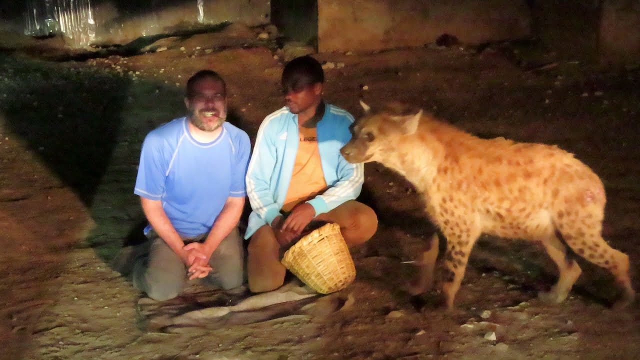 Feeding wild hyenas from my mouth in Harar, Ethiopia