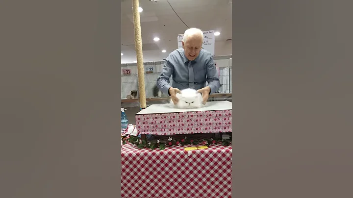 Valentino - Larry Adkinson 4th BEST AB Kitten