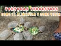 TORTUGAS TERRESTRES como viven y se alimentan las Tortugas