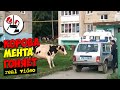 Корова гоняется за ментом по двору. Real video