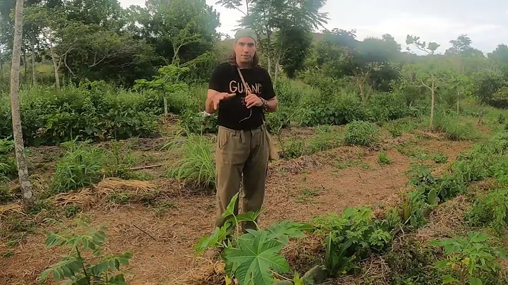 How Do We Select Plants for Our Syntropic Agroforestry System?